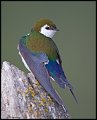 _4SB3464 violet-green swallow
